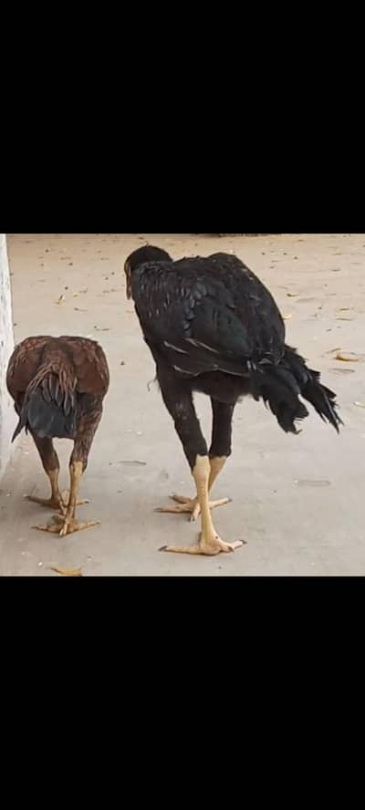 Mianwali aseel long height hens for sale