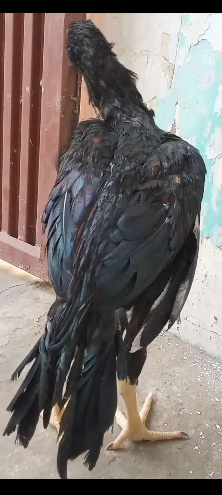 Mianwali aseel murghian murghe pathian pathy long height hens for sale — photo 2