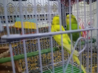 Australian parrot