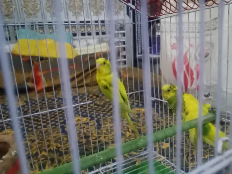 Australian parrot — photo 2