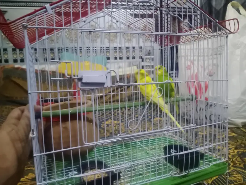 Australian parrot — photo 3