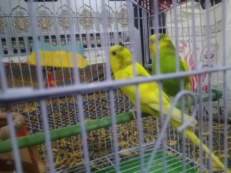 Australian parrot — photo 4