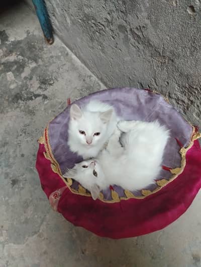 kittens for sell