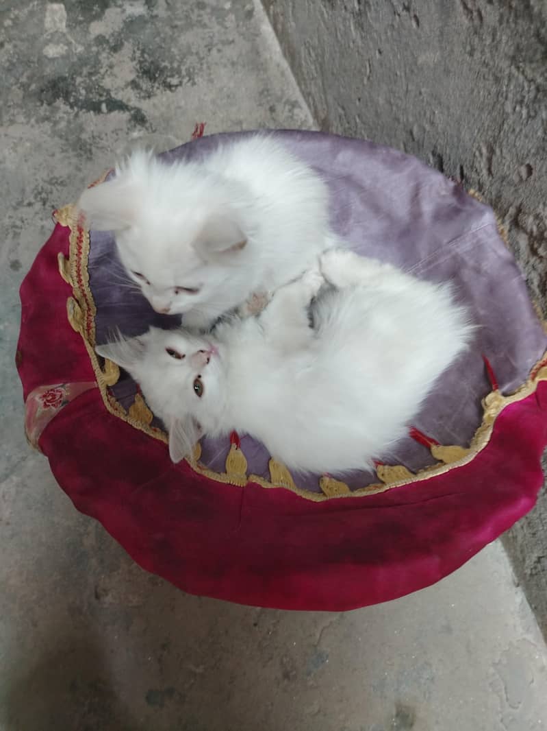 kittens for sell 1