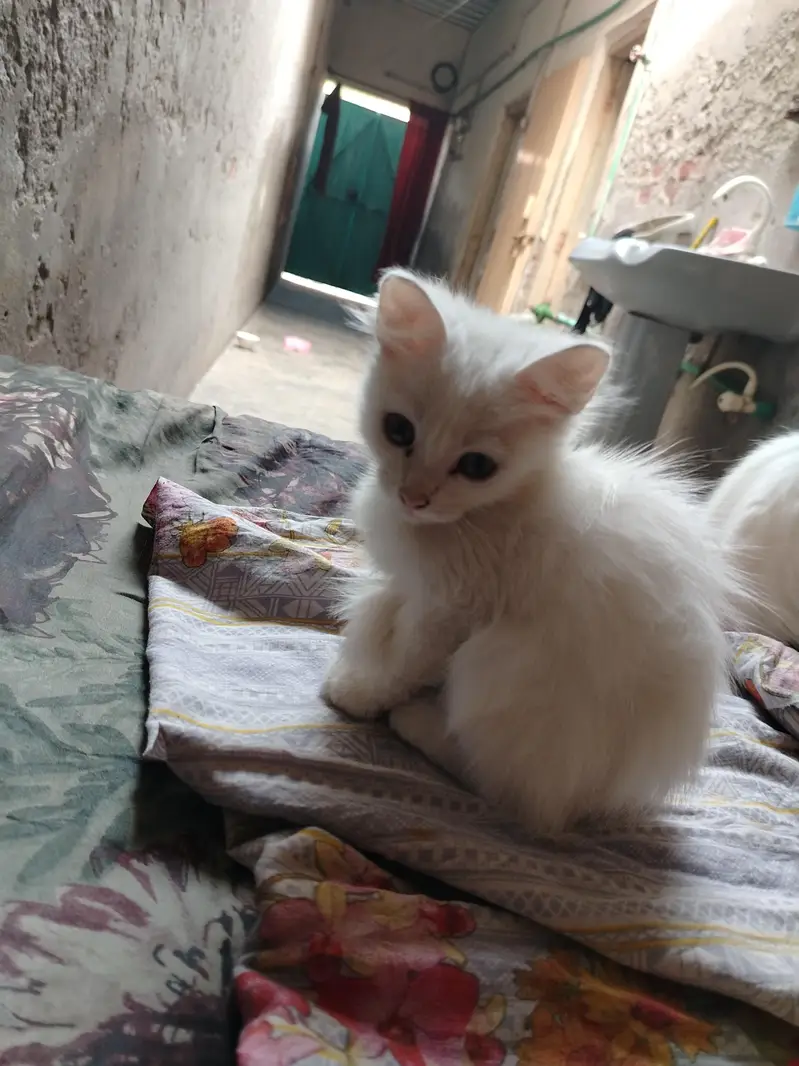 kittens for sell — photo 3