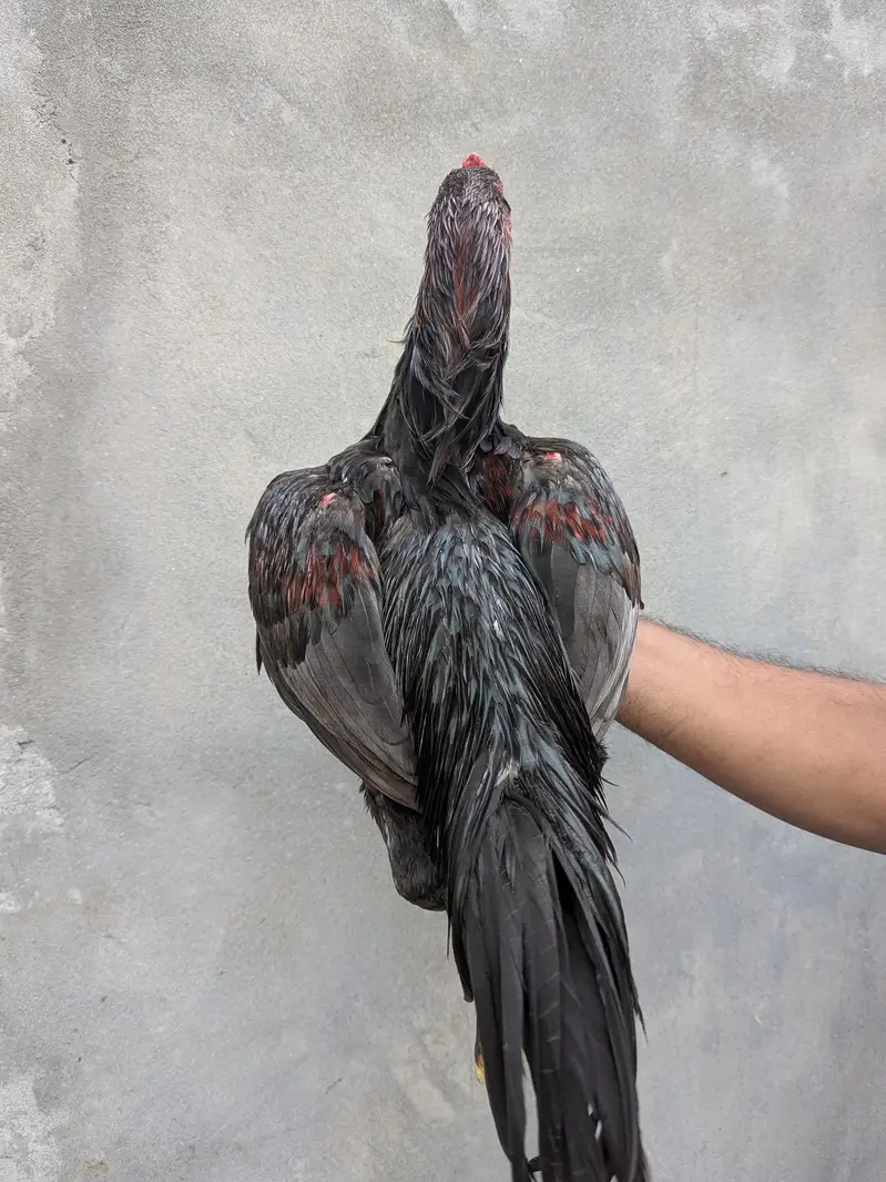 Aseel Thai — photo 11
