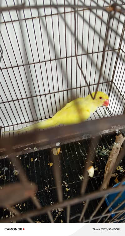 For Sale