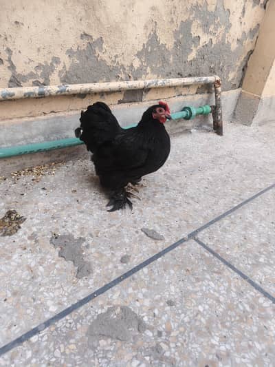 blue/black cochin bantam