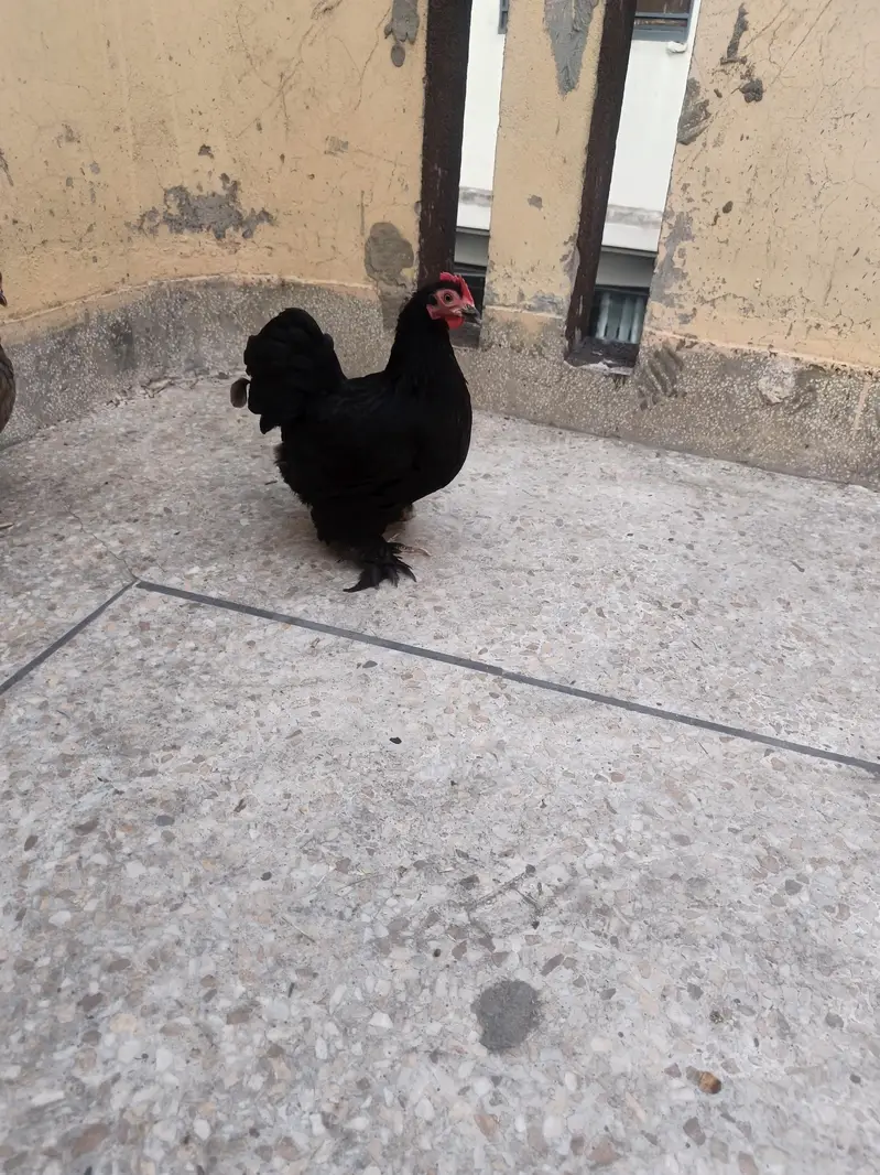 blue/black cochin bantam — photo 2