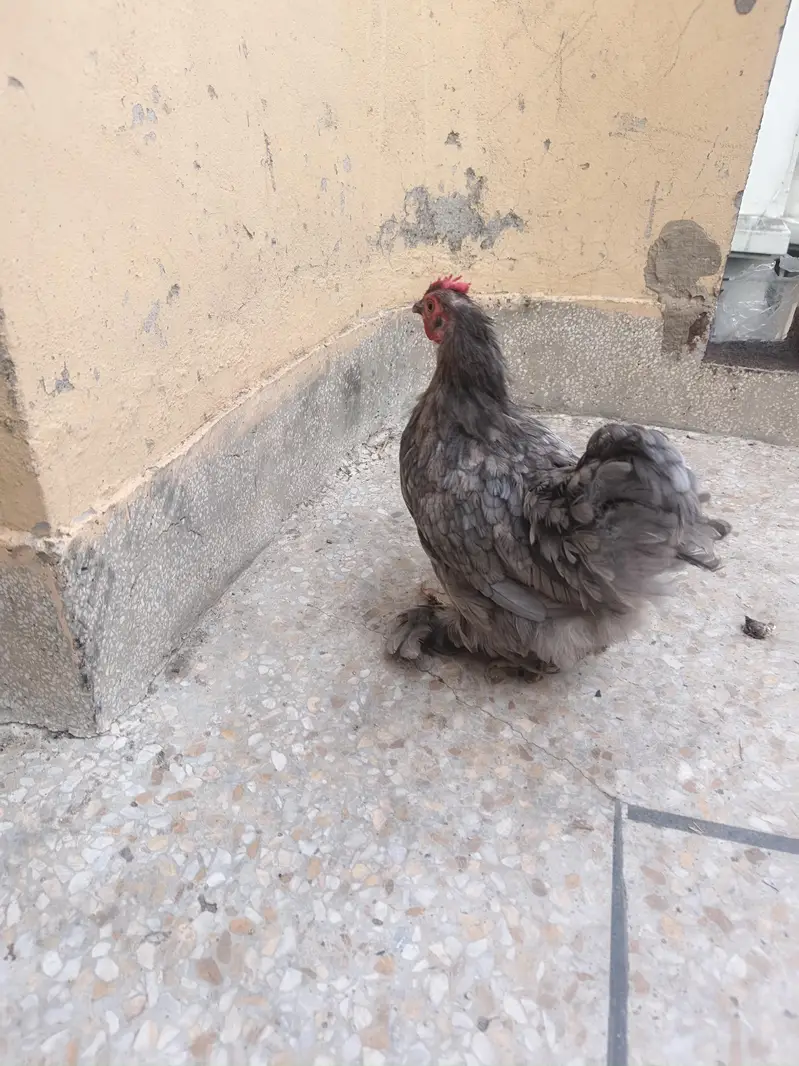 blue/black cochin bantam — photo 3