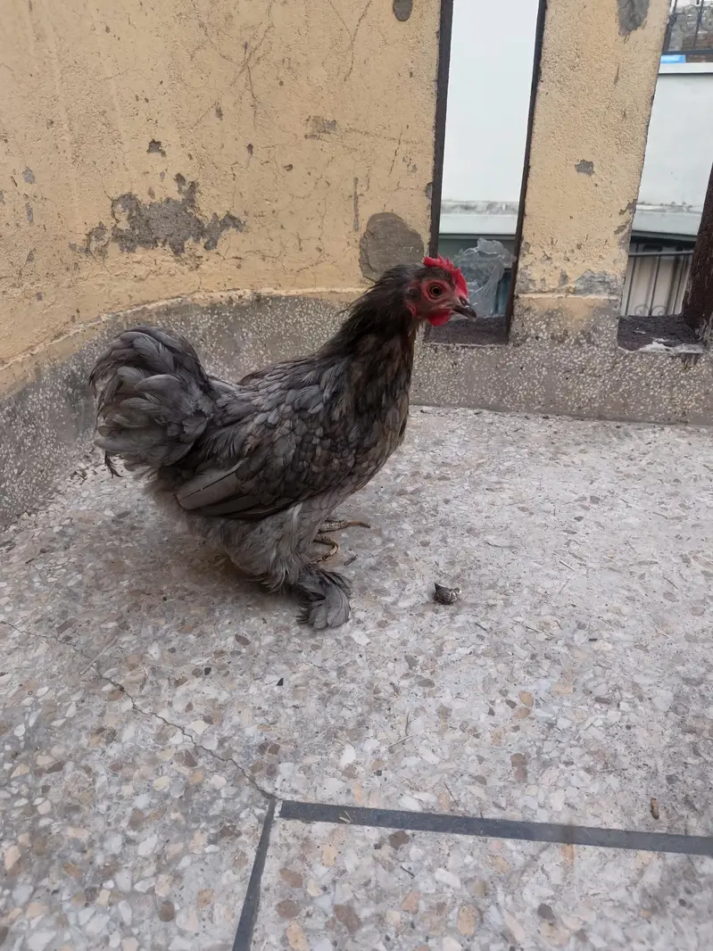 blue/black cochin bantam — photo 4
