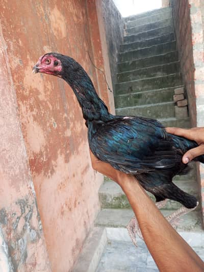 aseel burmi hen