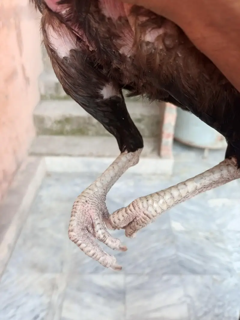 aseel burmi hen — photo 2