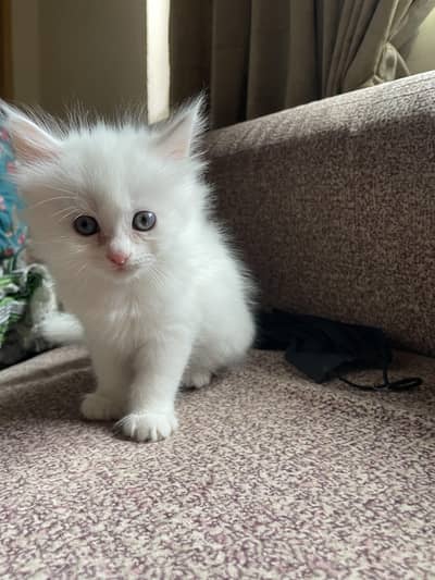 white persian kitten | active and healthy
