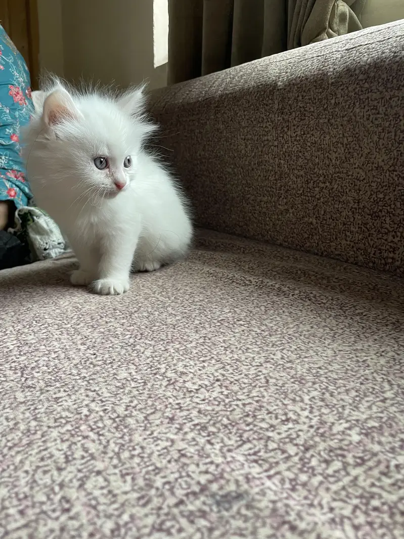 white persian kitten | active and healthy — photo 2