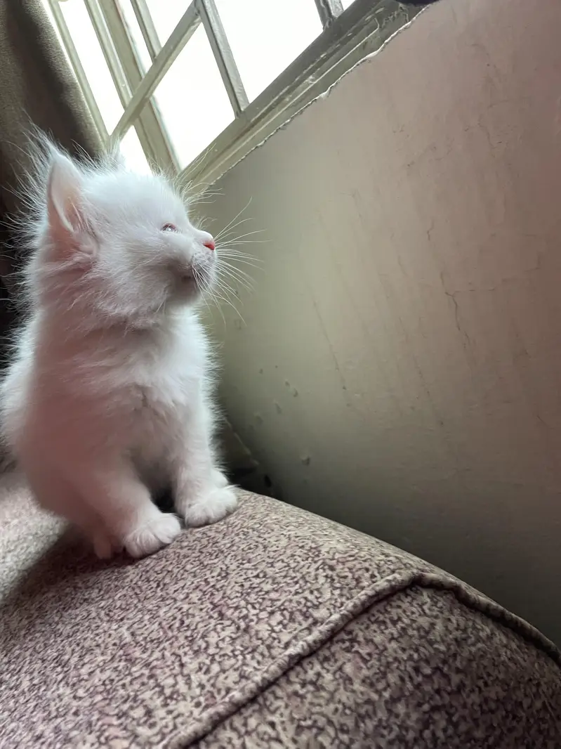 white persian kitten | active and healthy — photo 3