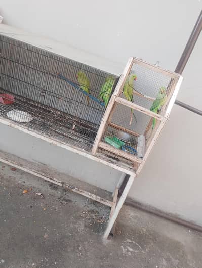 ringneck parrot one breeding pair and 3 kids aproximately 6 months age