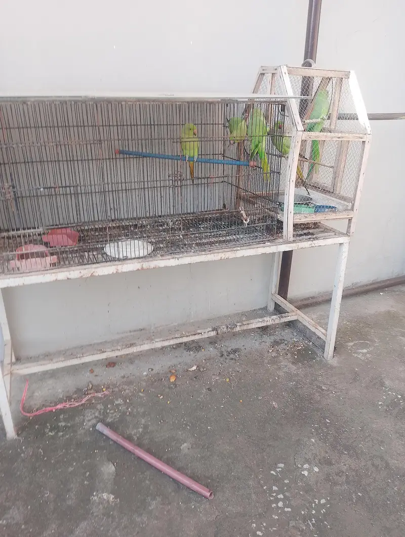 ringneck parrot one breeding pair and 3 kids aproximately 6 months age — photo 2