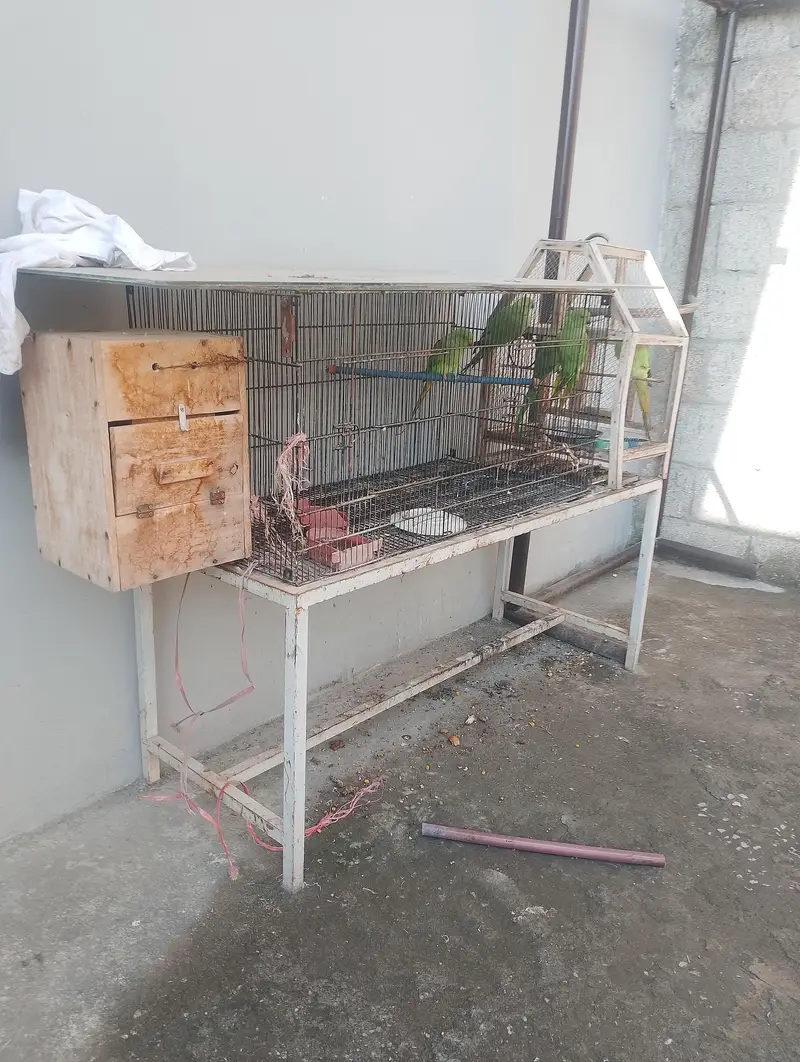 ringneck parrot one breeding pair and 3 kids aproximately 6 months age — photo 3