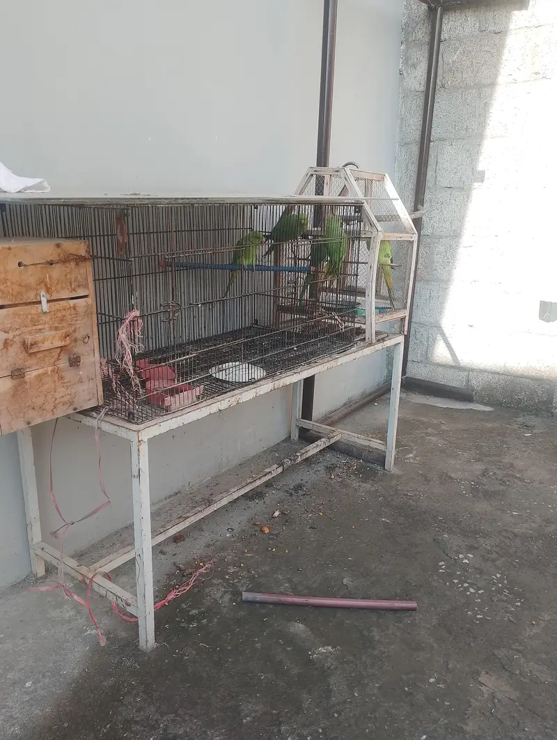 ringneck parrot one breeding pair and 3 kids aproximately 6 months age — photo 4