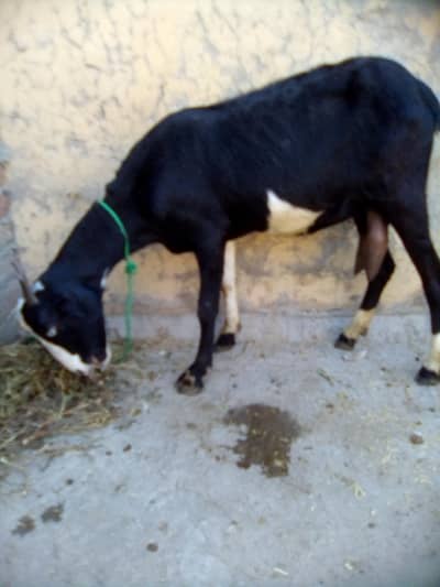 urgent for sale bakri 0301_5227413