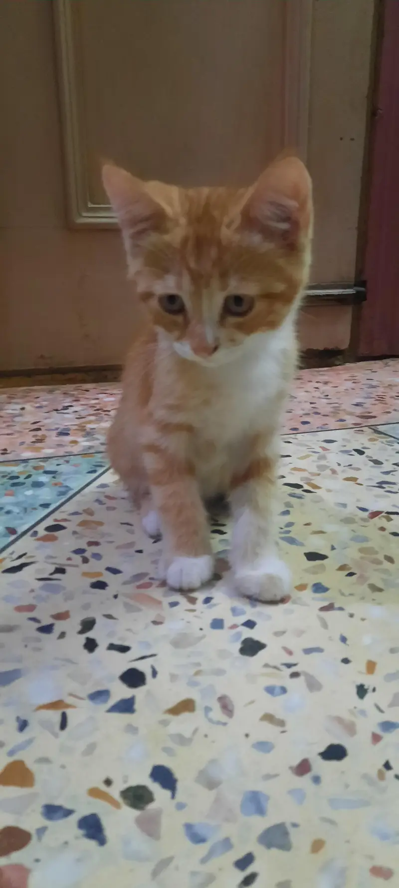 cats  3 month old — photo 4