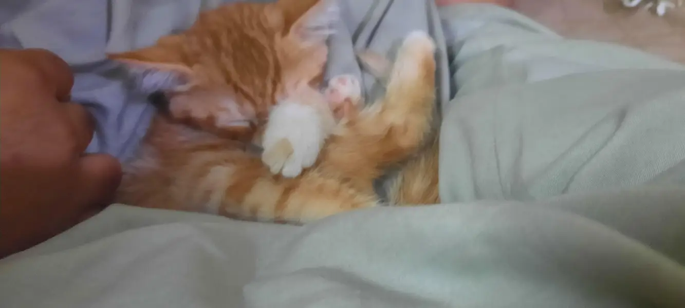 cats  3 month old — photo 5