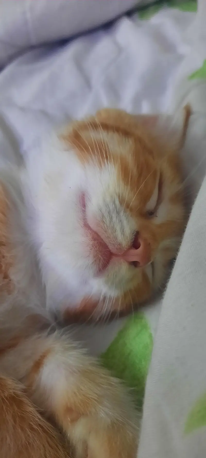 cats  3 month old — photo 6