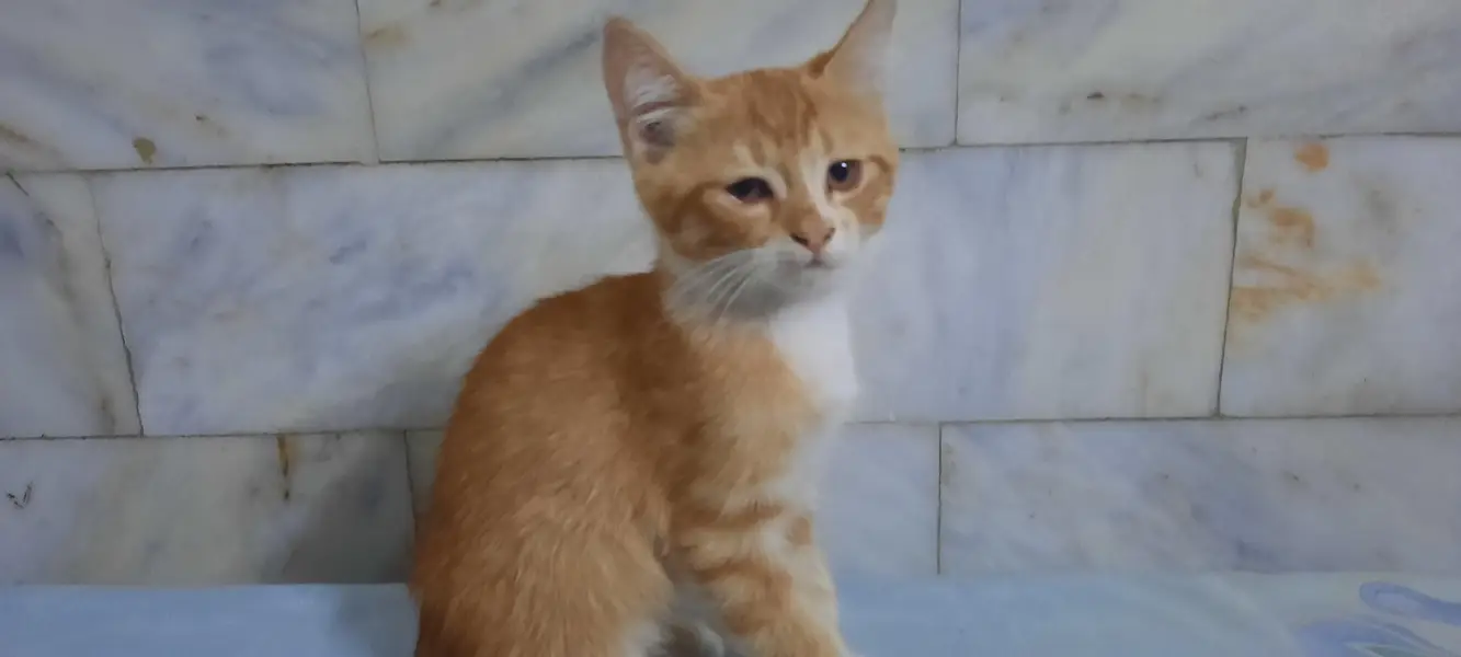 cats  3 month old — photo 7