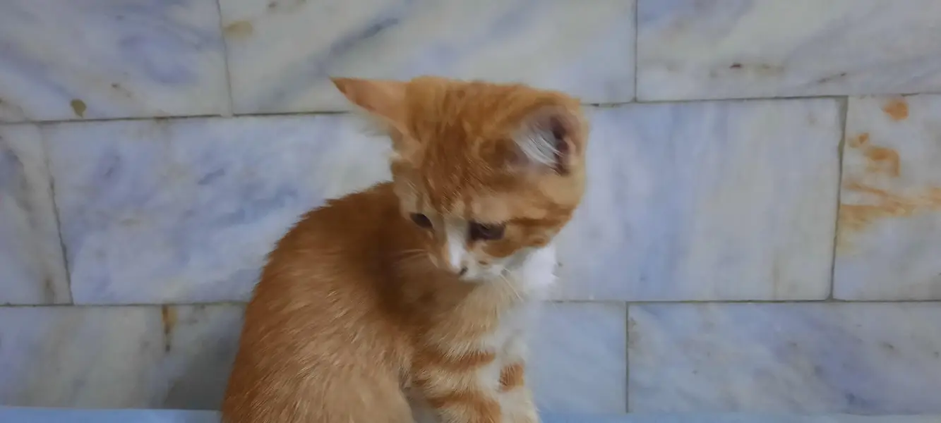 cats  3 month old — photo 8