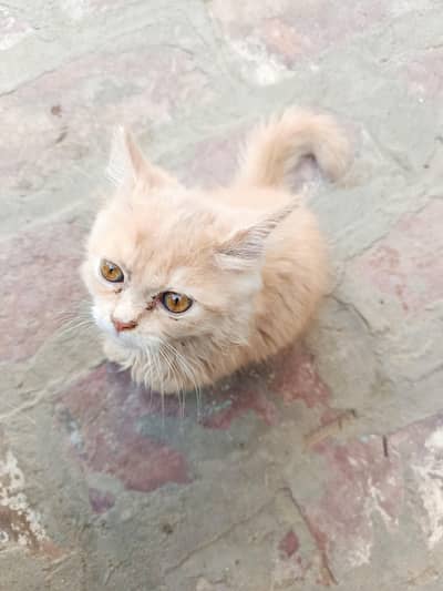 selling my cat