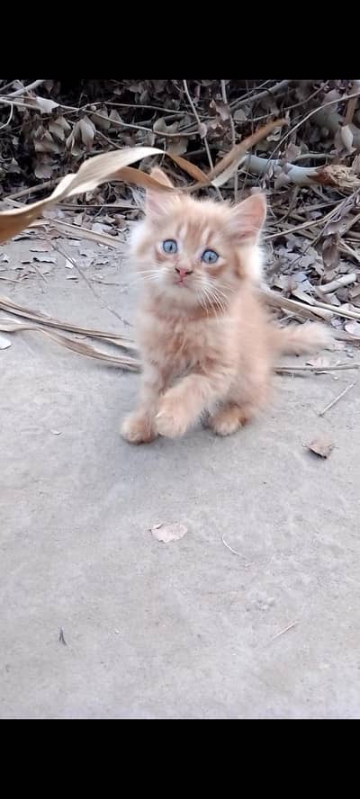 Persian Ginger kitten for Sale