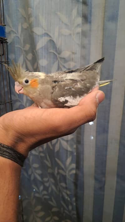 hand tame , hand feed cockatiels [ exi cross  also ]