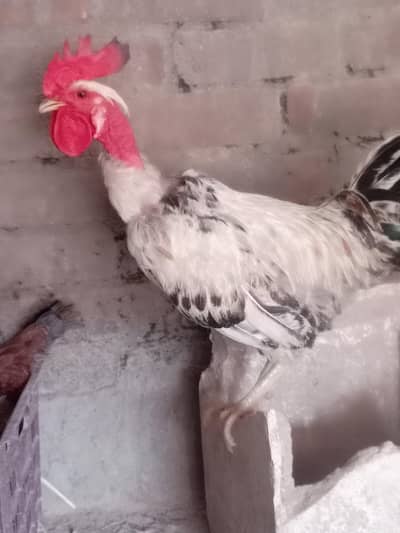 pure desi hen full breader hen  available in drive available
