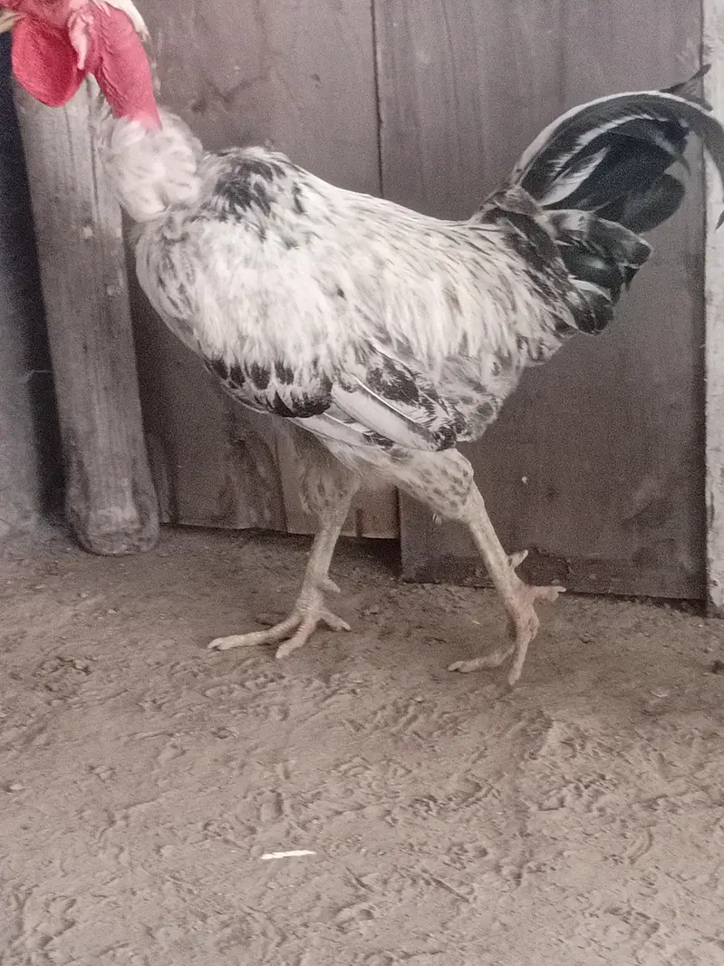 pure desi hen full breader hen  available in drive available — photo 2