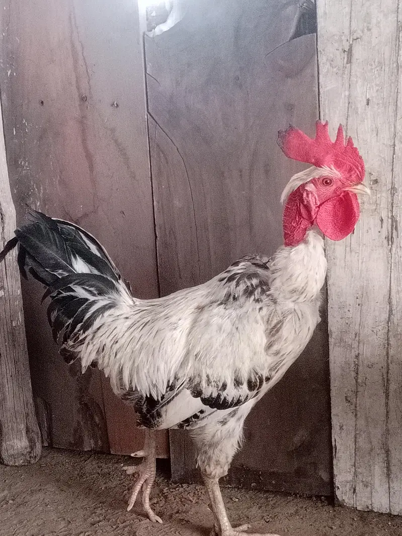 pure desi hen full breader hen  available in drive available — photo 3