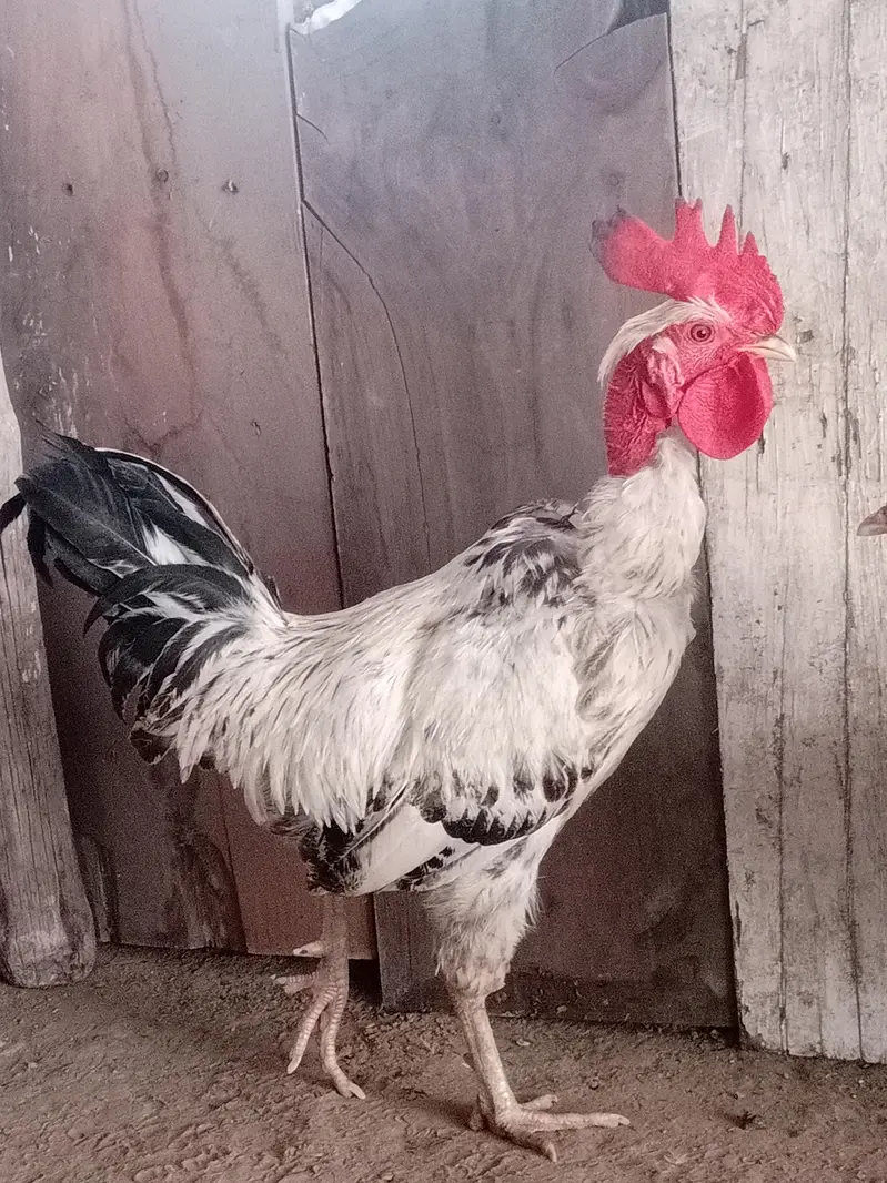 pure desi hen full breader hen  available in drive available — photo 4