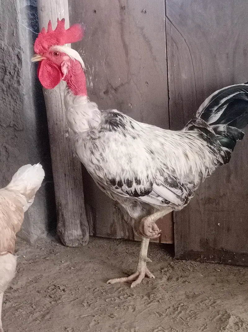 pure desi hen full breader hen  available in drive available — photo 5