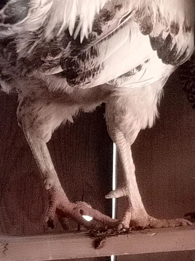 pure desi hen full breader hen  available in drive available — photo 6