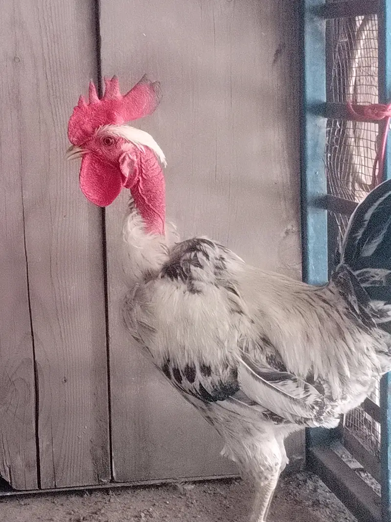 pure desi hen full breader hen  available in drive available — photo 7