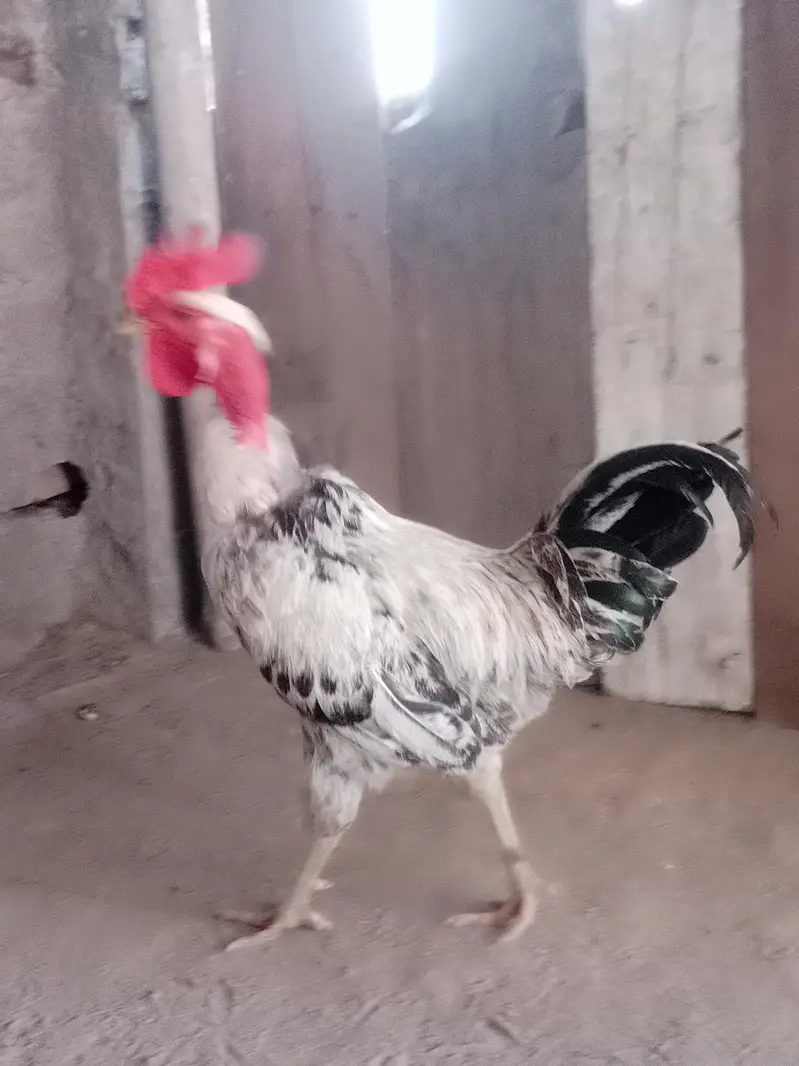 pure desi hen full breader hen  available in drive available — photo 8