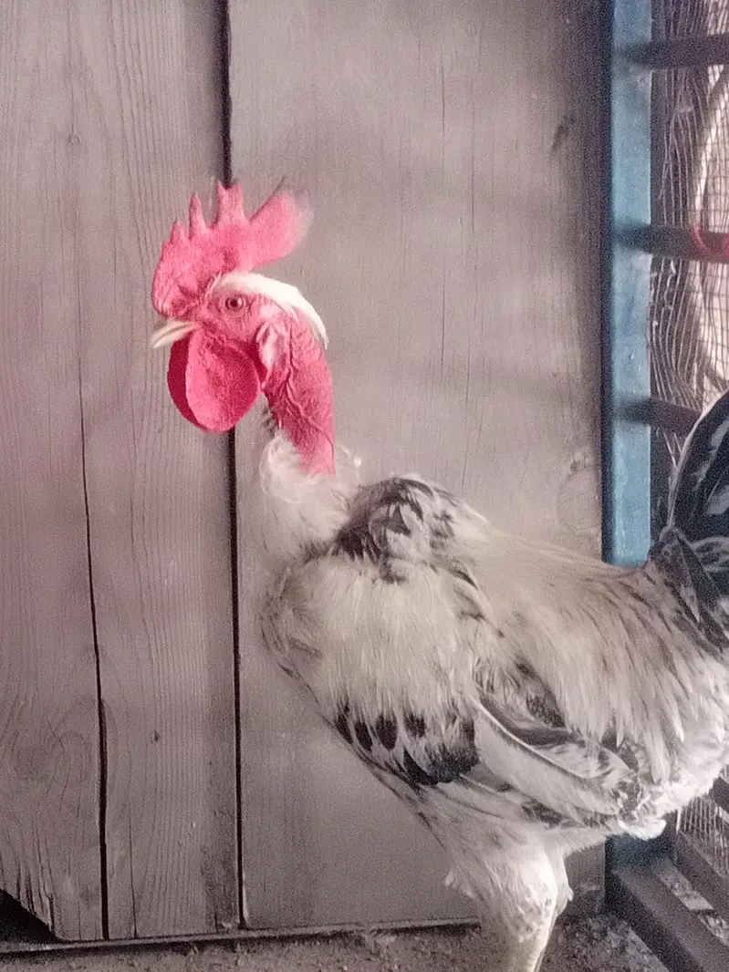 pure desi hen full breader hen  available in drive available — photo 9