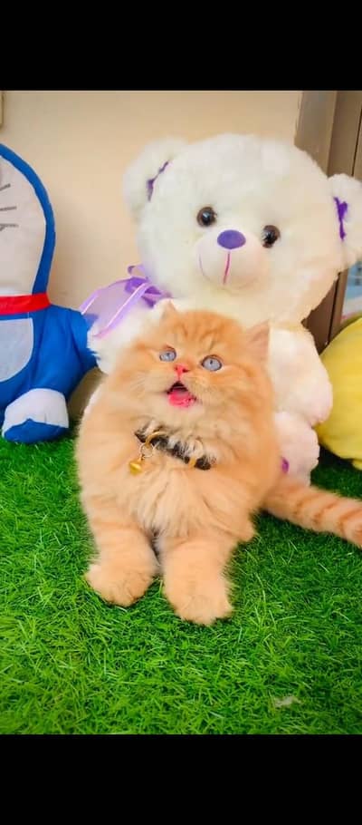 Persian cats WhatsApp 03470246622 /@&#$@&#&