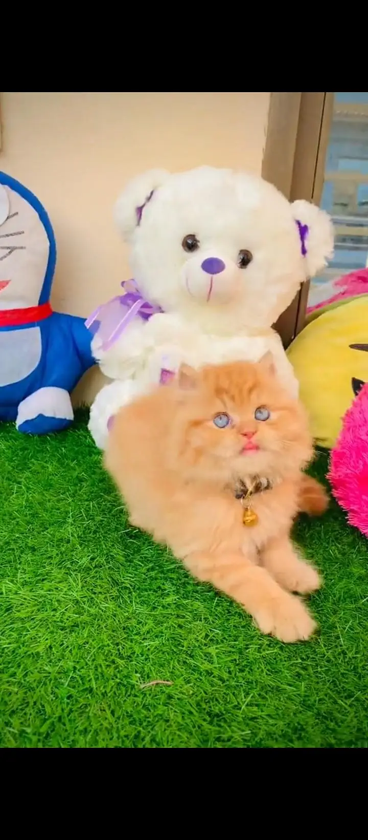 Persian cats WhatsApp 03470246622 /@&#$@&#& — photo 2
