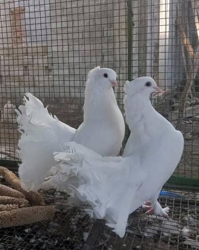 english fantail breedr pair for sale