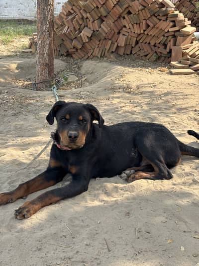 Rottweiler Male Puppy for Sale – 7.5 Months Old, Vaccinated