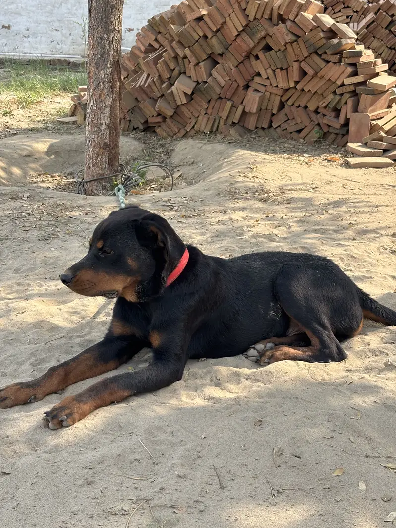 Rottweiler Male Puppy for Sale – 7.5 Months Old, Vaccinated — photo 2