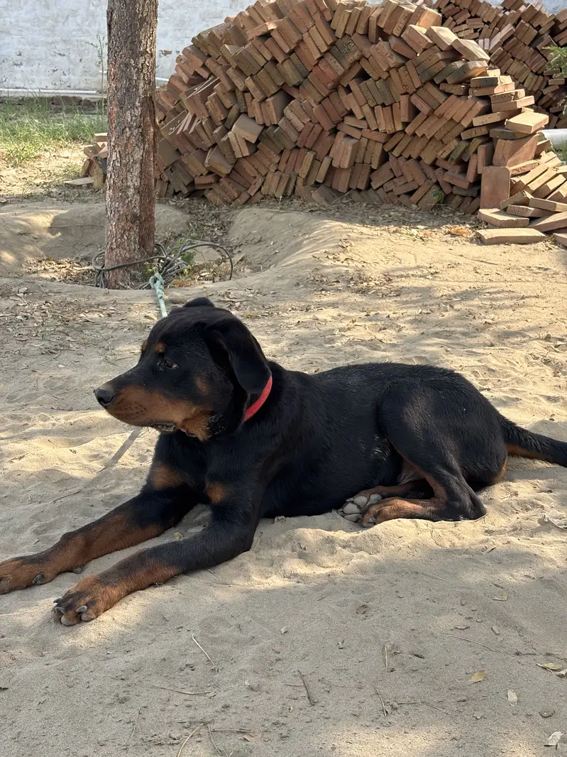 Rottweiler Male Puppy for Sale – 7.5 Months Old, Vaccinated — photo 3