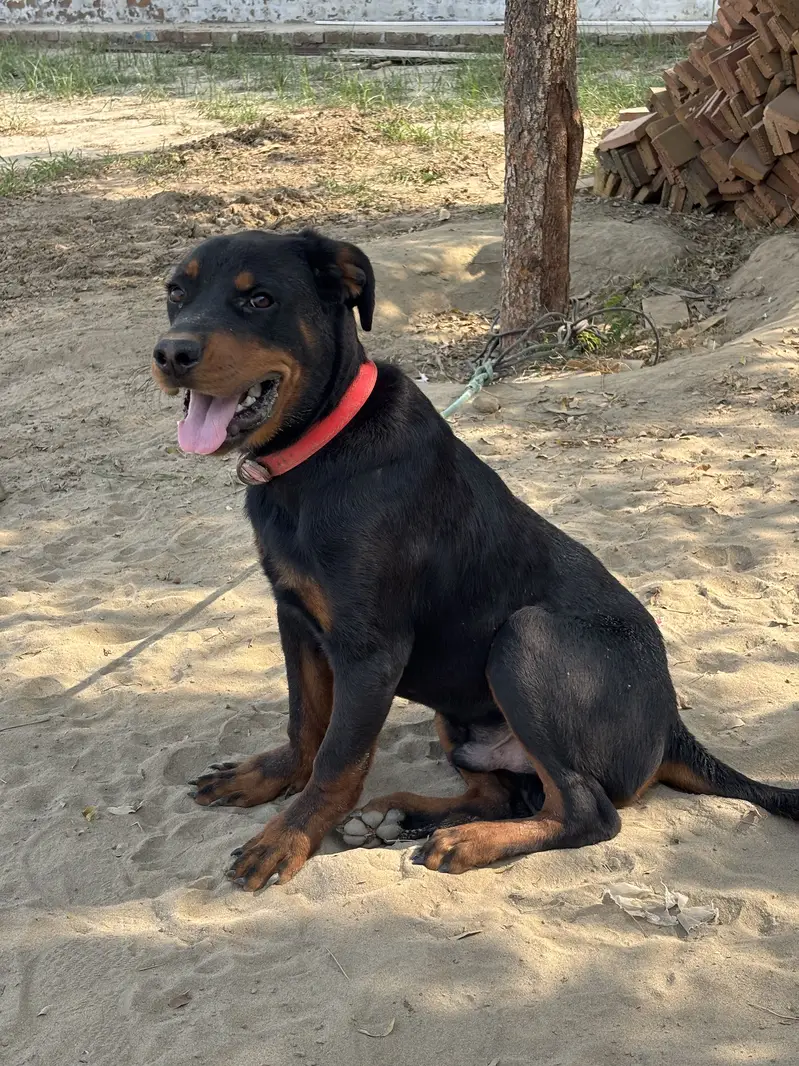 Rottweiler Male Puppy for Sale – 7.5 Months Old, Vaccinated — photo 4