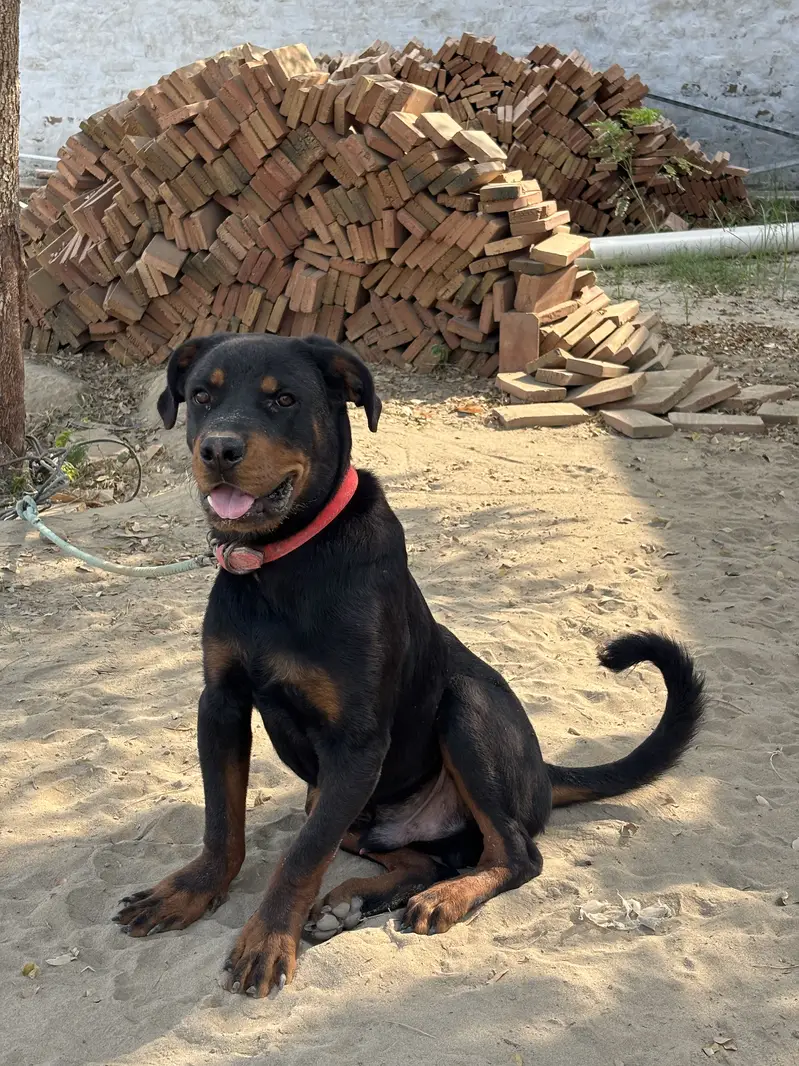 Rottweiler Male Puppy for Sale – 7.5 Months Old, Vaccinated — photo 7